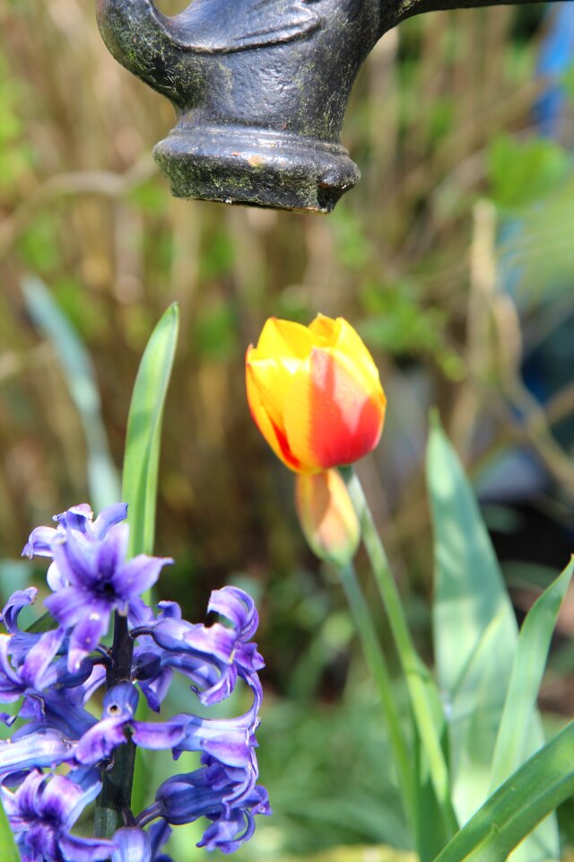 Water pump garden tulip spring