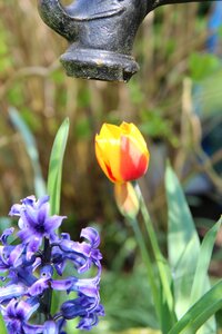 Water pump garden tulip spring