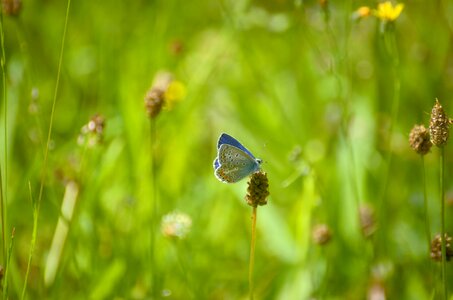 Butterfly argus-silver-studded blue common blue