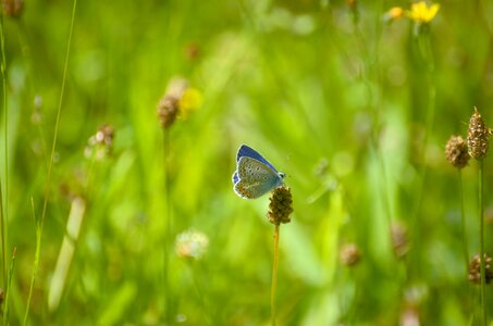 Butterfly argus-silver-studded blue common blue photo