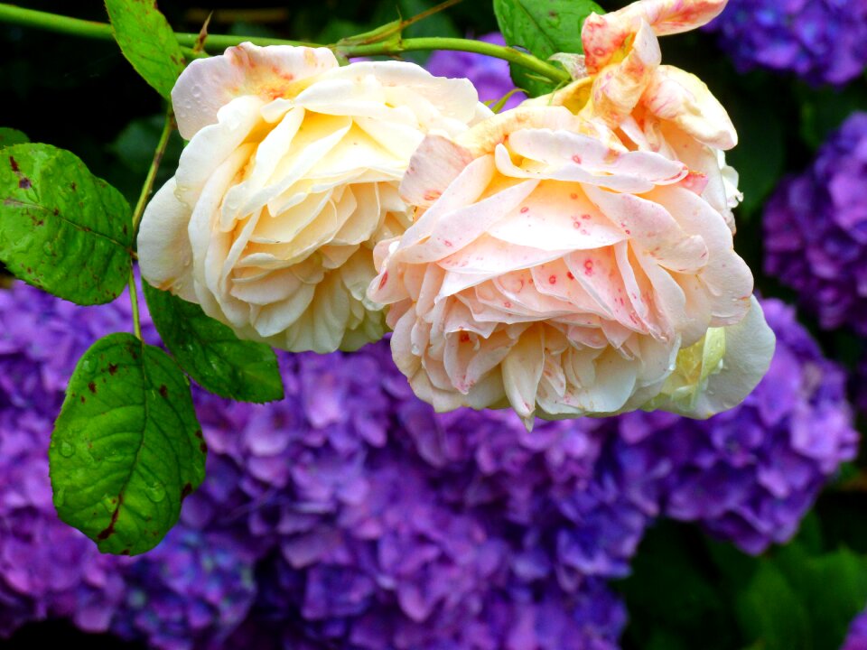Garden beautiful blossom