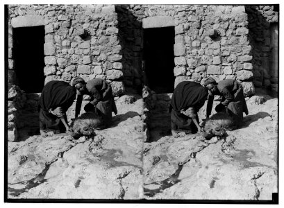 Weli of Budrieh at Sherafat and the preparing of a sacrifice. Collecting the blood for ritual puposes. LOC matpc.01417
