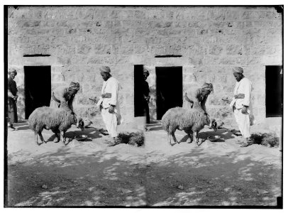 Weli of Budrieh at Sherafat and the preparing of a sacrifice. Watering the sheep before the sacrifice. LOC matpc.01415