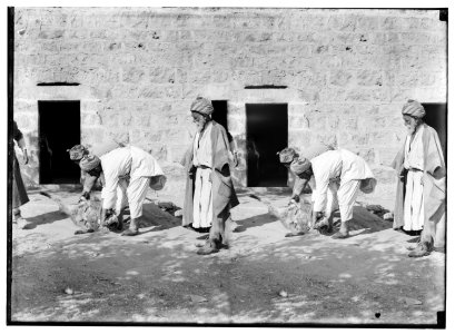 Weli of Budrieh at Sherafat and the preparing of a sacrifice. Skinning the sheep. LOC matpc.01420