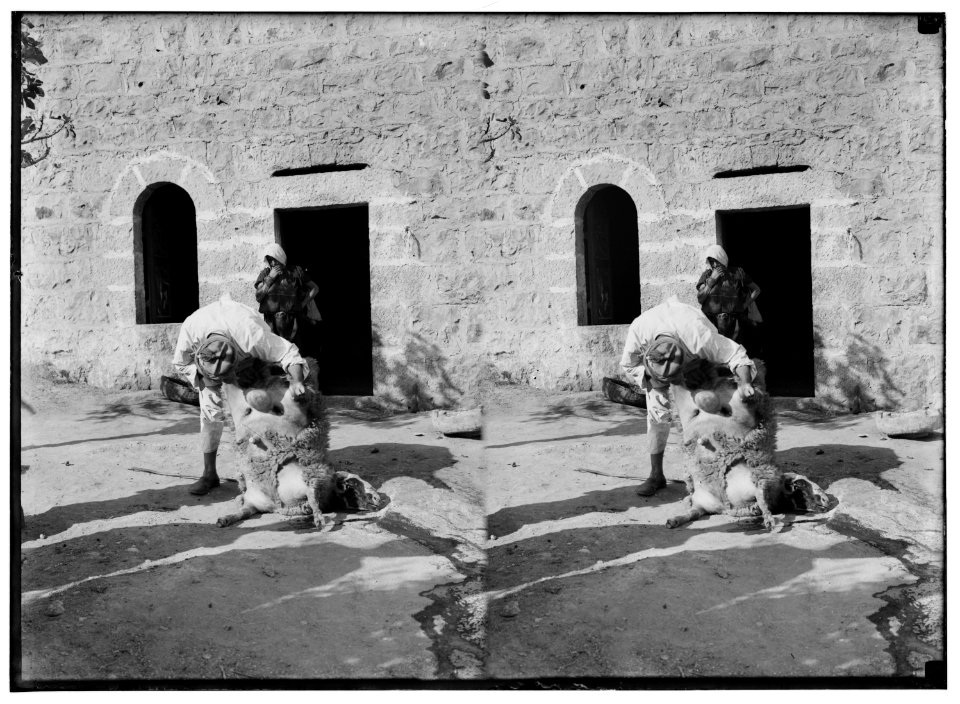 Weli of Budrieh at Sherafat and the preparing of a sacrifice. Preparing to skin the sheep. LOC matpc.01419
