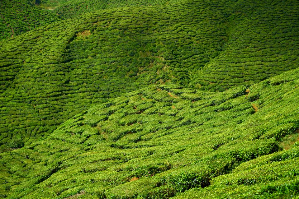 Background landscape green