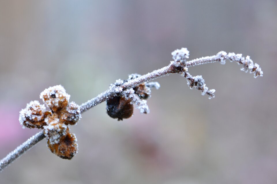 Nature frozen dull