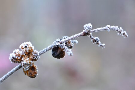 Nature frozen dull