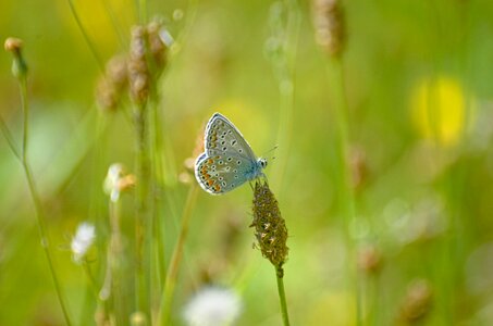 Butterfly argus-silver-studded blue common blue