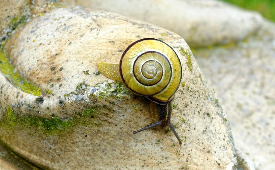 View casing mollusk