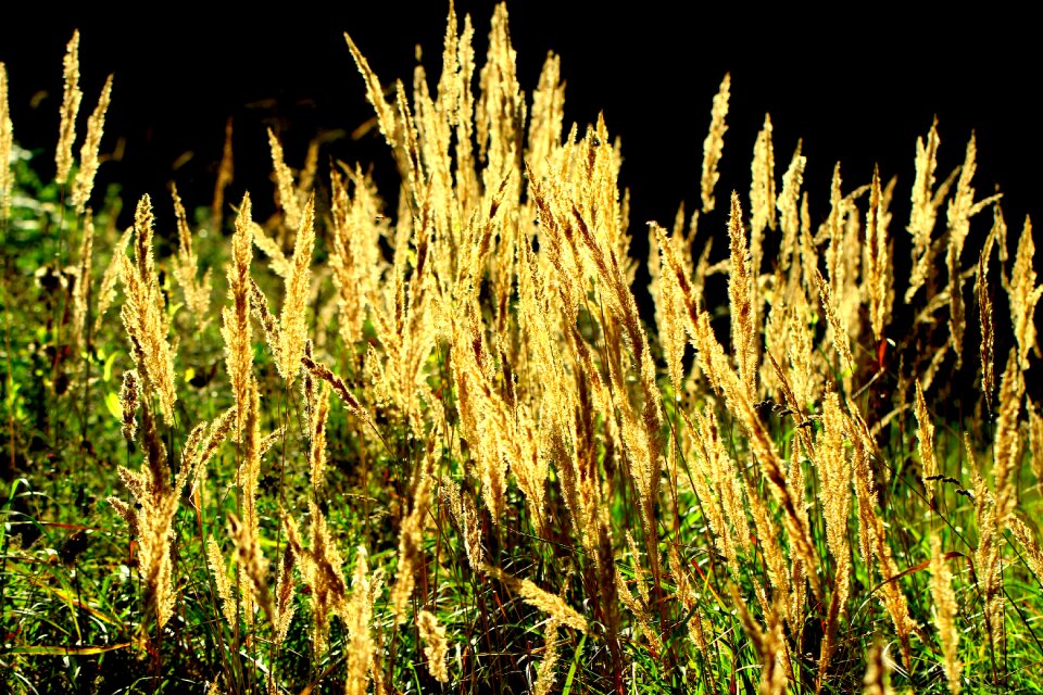 Wild grass plant sun