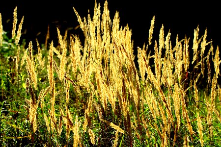 Wild grass plant sun