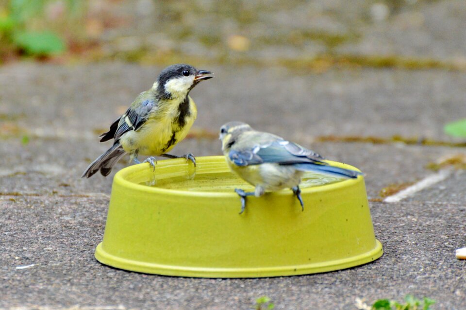 Bird songbird potions