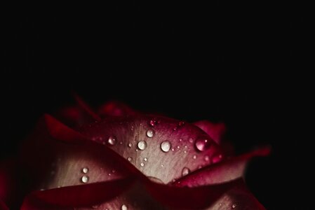 Stem petals decor