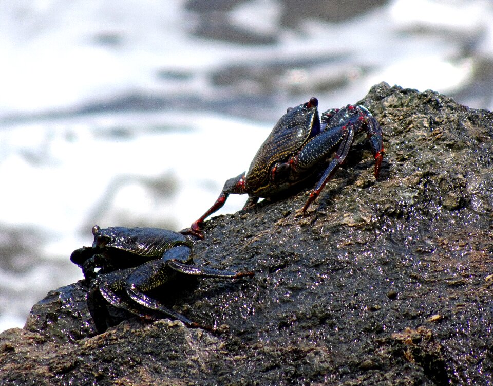 Sea shellfish tropical