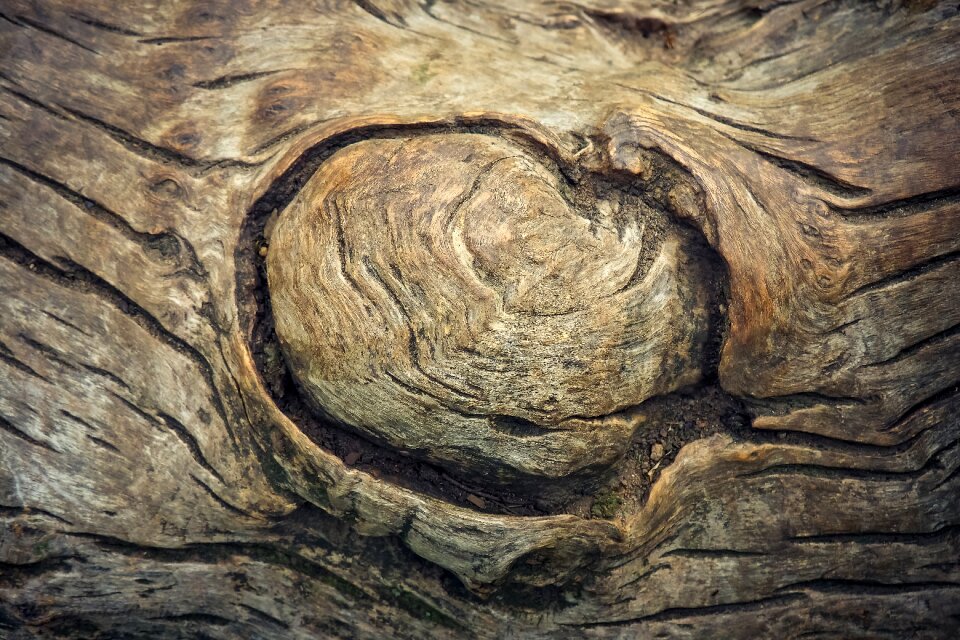 Tribe nature bark