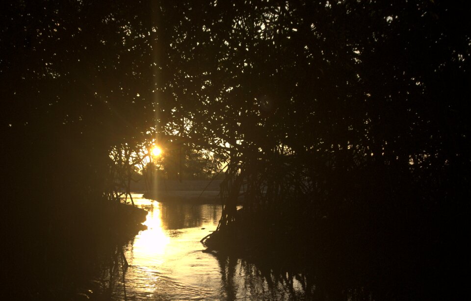 Sunshine sunset trees