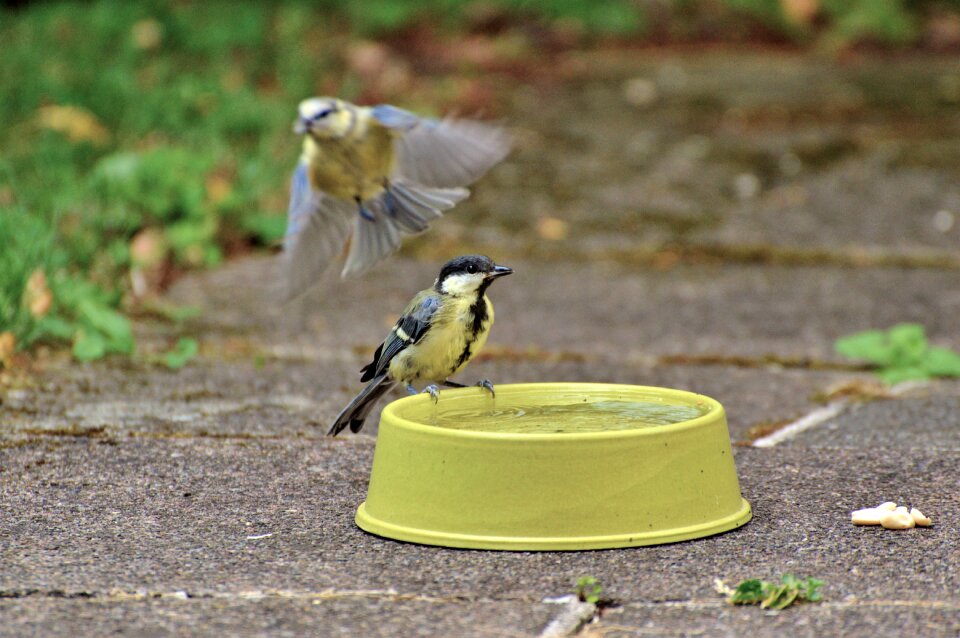 Bird songbird potions