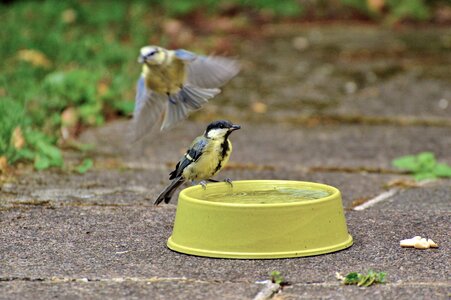 Bird songbird potions
