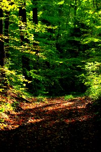 Leaves away forest floor photo