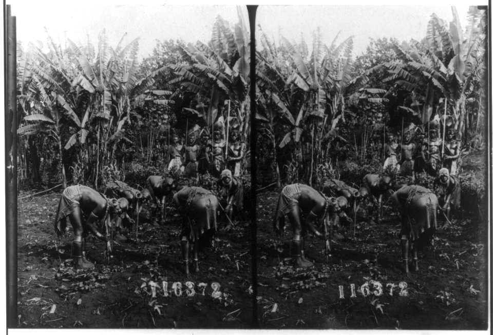 West Africa, 1909- 5 women bending over in garden; 5 men with staffs in background LCCN2003690309