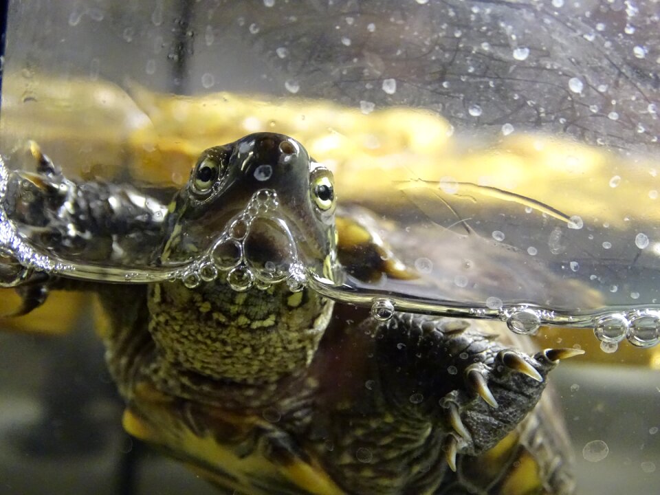Water macro aquatics