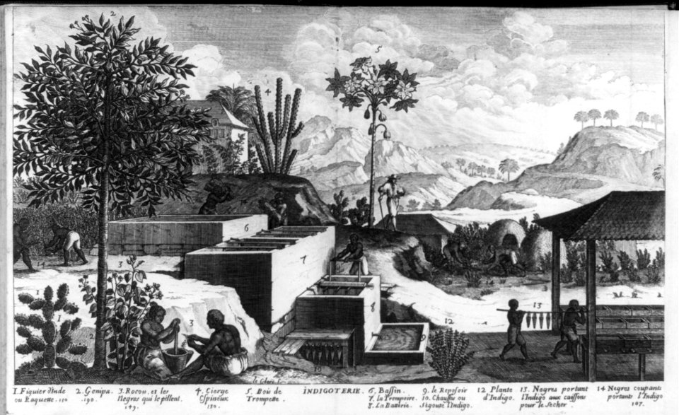 West Indies- manufacture of indigo LCCN2003663734