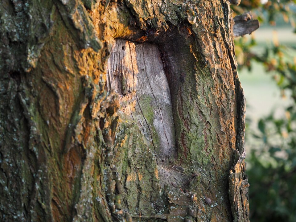 Nature aesthetic structure