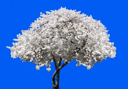 Bloom cherry tree blossom