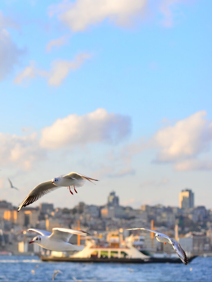 V landscape bird