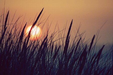 Sunset sky reed photo