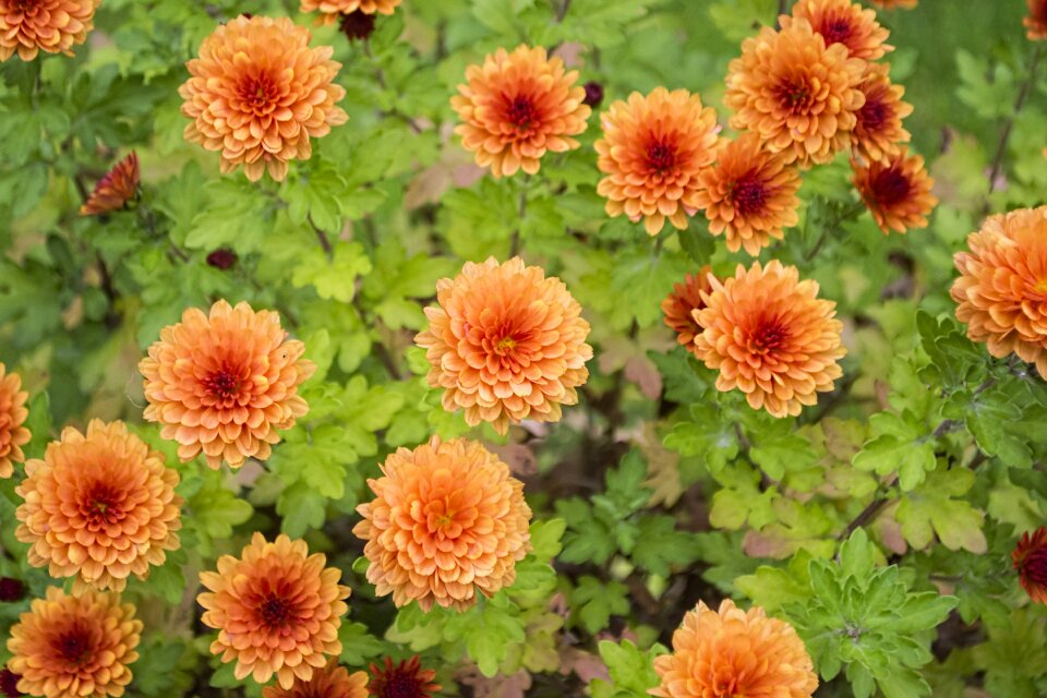 Floral nature garden