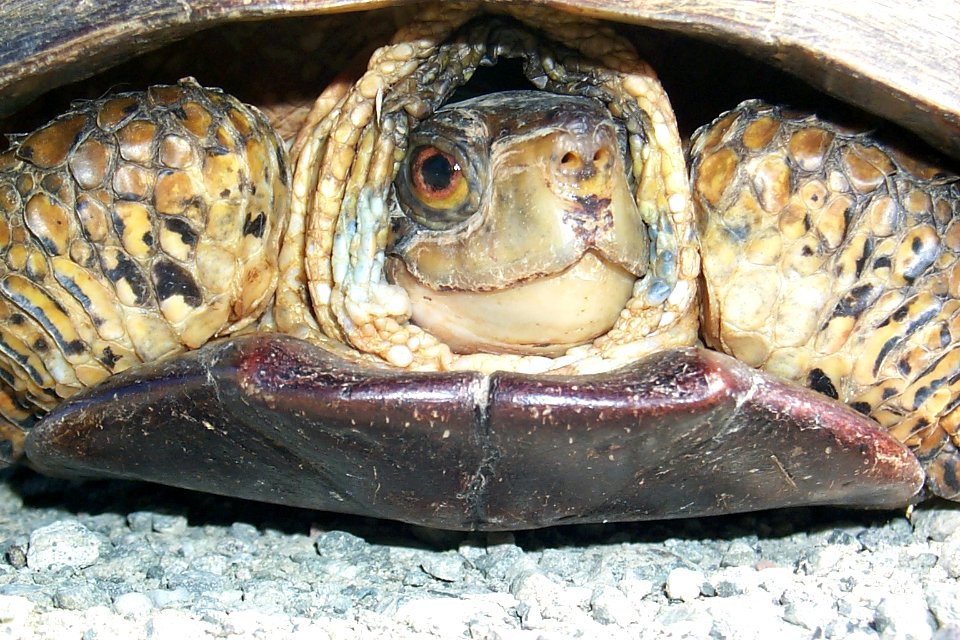Western Pond Turtle (11953780614)