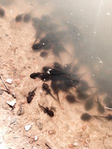 Western Toad tadpoles (36630737752)