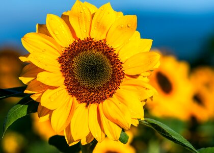 Sunny the sun beautiful flowers photo