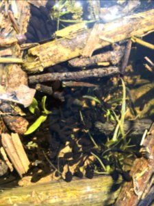 Western Toad tadpoles (36630749322)