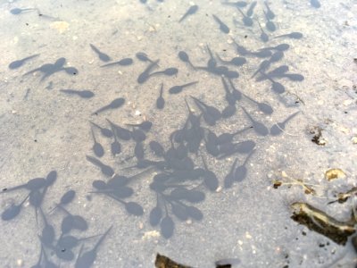 Western Toad tadpoles (36630745232)