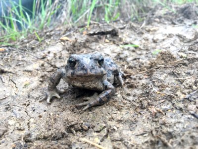 Western Toad adult (35966483044)