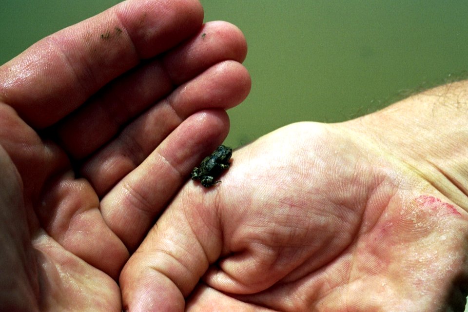 Western Toad toadlet (35966480444)