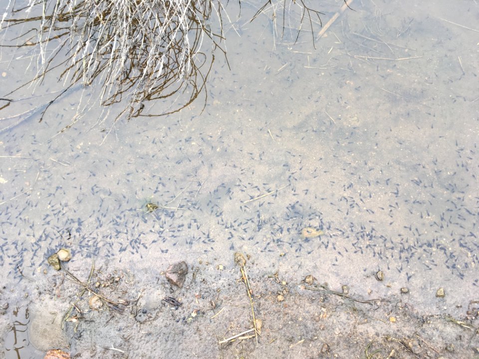 Western Toad tadpoles (36630747342)