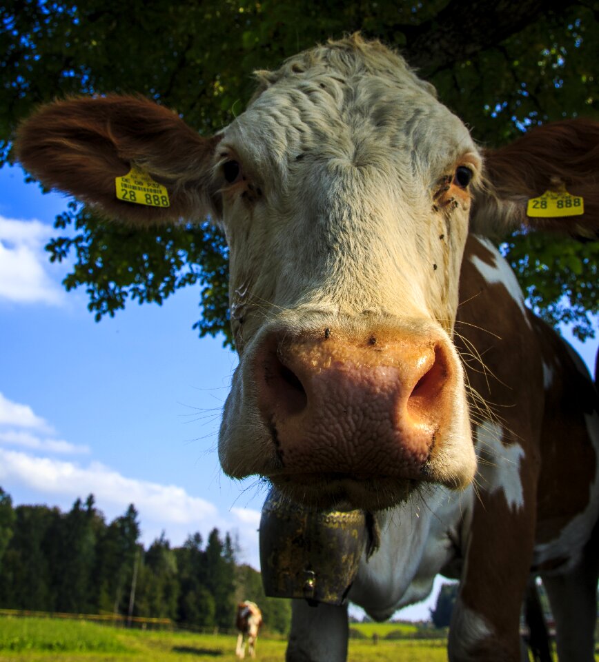 Ruminant allgäu agriculture