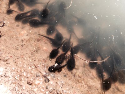 Western Toad tadpoles (36630739972)