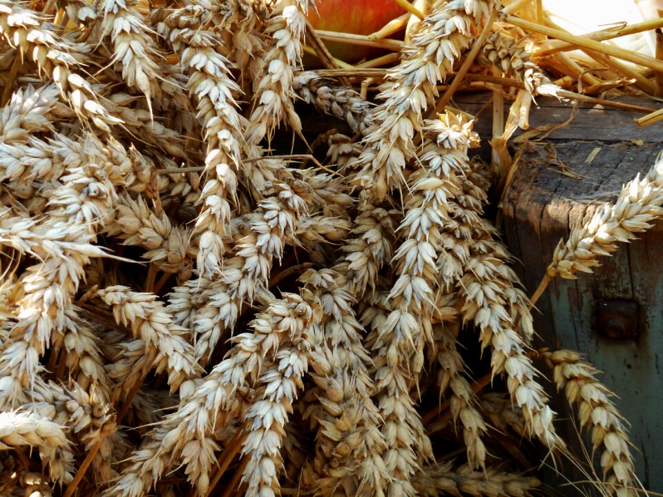 Autumn decoration autumn agriculture