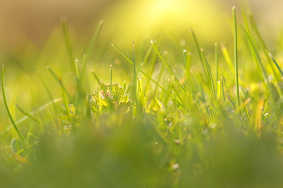 Nature sunny meadow