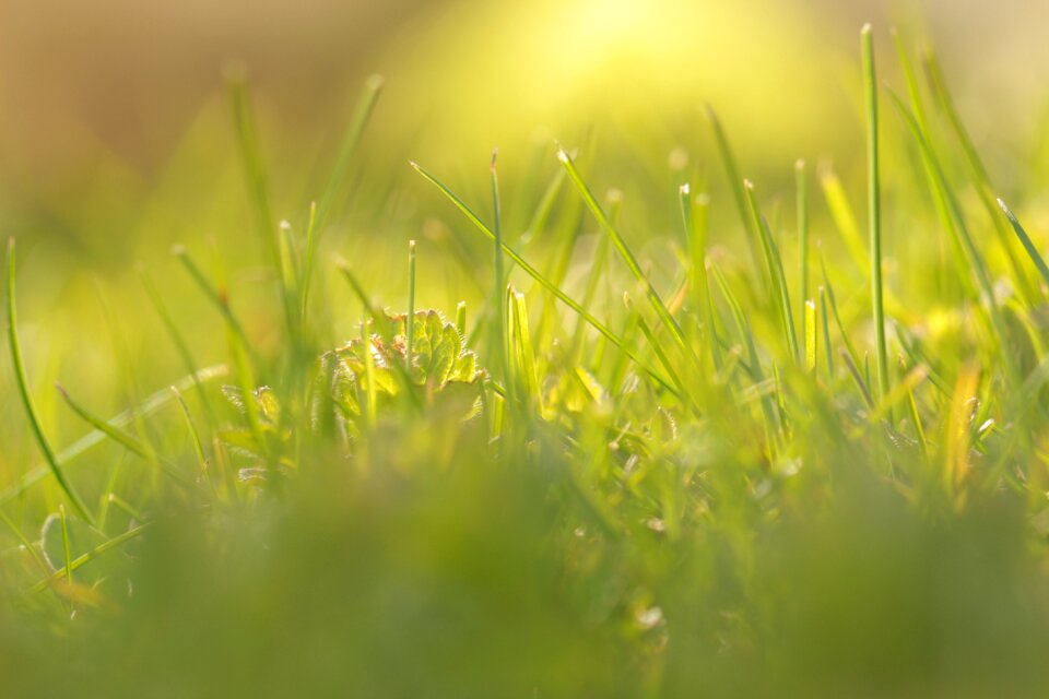 Nature sunny meadow photo