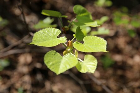 Plant linden tree natural