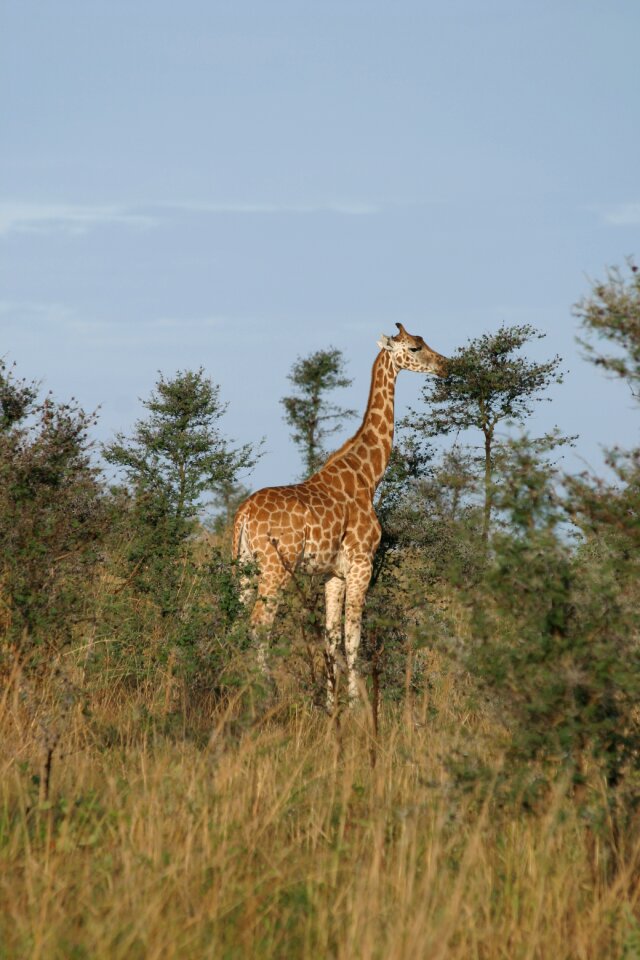 Wildlife animal kingdom outdoor