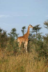 Wildlife animal kingdom outdoor