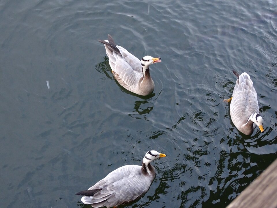 A goose wild nature feather