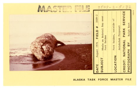 Whale on Bristol Bay near Port Heiden (33550482085)